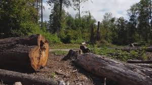 Best Tree Risk Assessment  in Tiptonville, TN