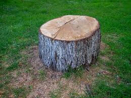 Reliable Tiptonville, TN Tree Removal Solutions