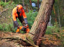 Best Tree Fertilization  in Tiptonville, TN
