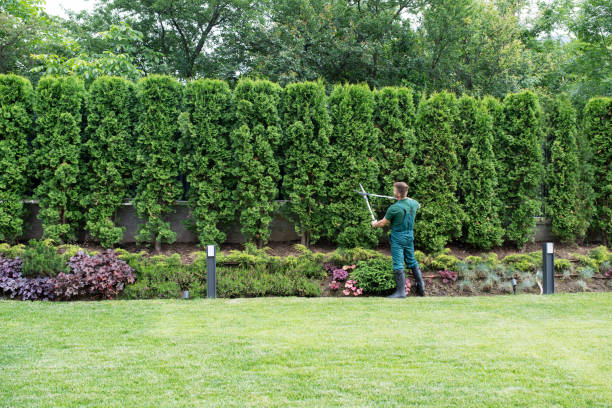 Best Soil Testing and Treatment  in Tiptonville, TN