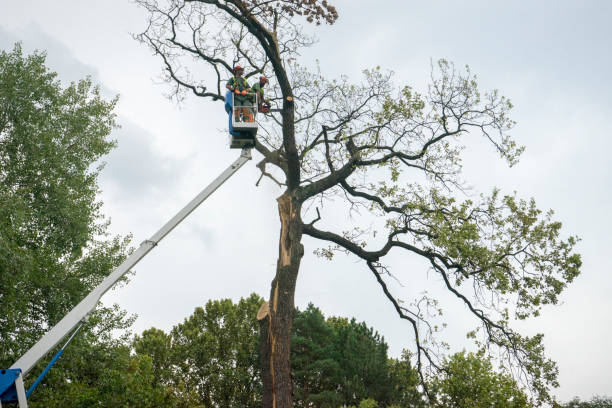 Best Tree Trimming and Pruning  in Tiptonville, TN