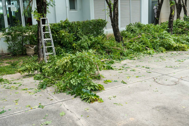 Best Lawn Disease Treatment  in Tiptonville, TN