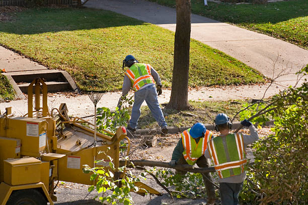 Best Root Management and Removal  in Tiptonville, TN