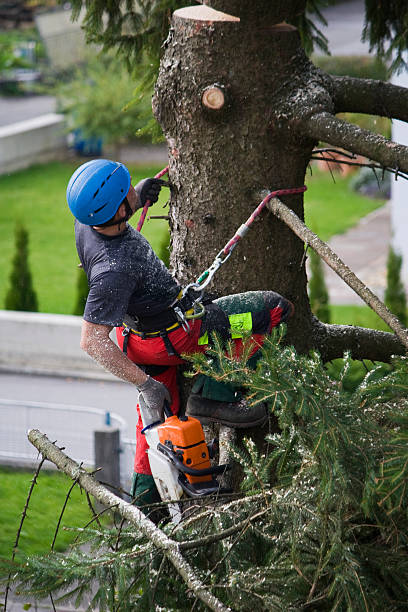 Best Lawn Renovation and Restoration  in Tiptonville, TN
