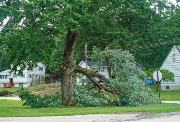 Best Tree Risk Assessment  in Tiptonville, TN