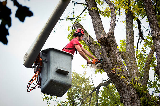 Best Seasonal Cleanup (Spring/Fall)  in Tiptonville, TN