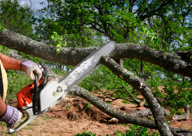 Best Tree Removal  in Tiptonville, TN